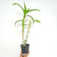 Dendrobium Dragon Beauty Orchid Plant - BS