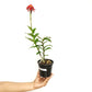 Epidendrum Big Red Orchid Plant - BS