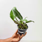 Cattleya Snow White Orchid Plant - BS