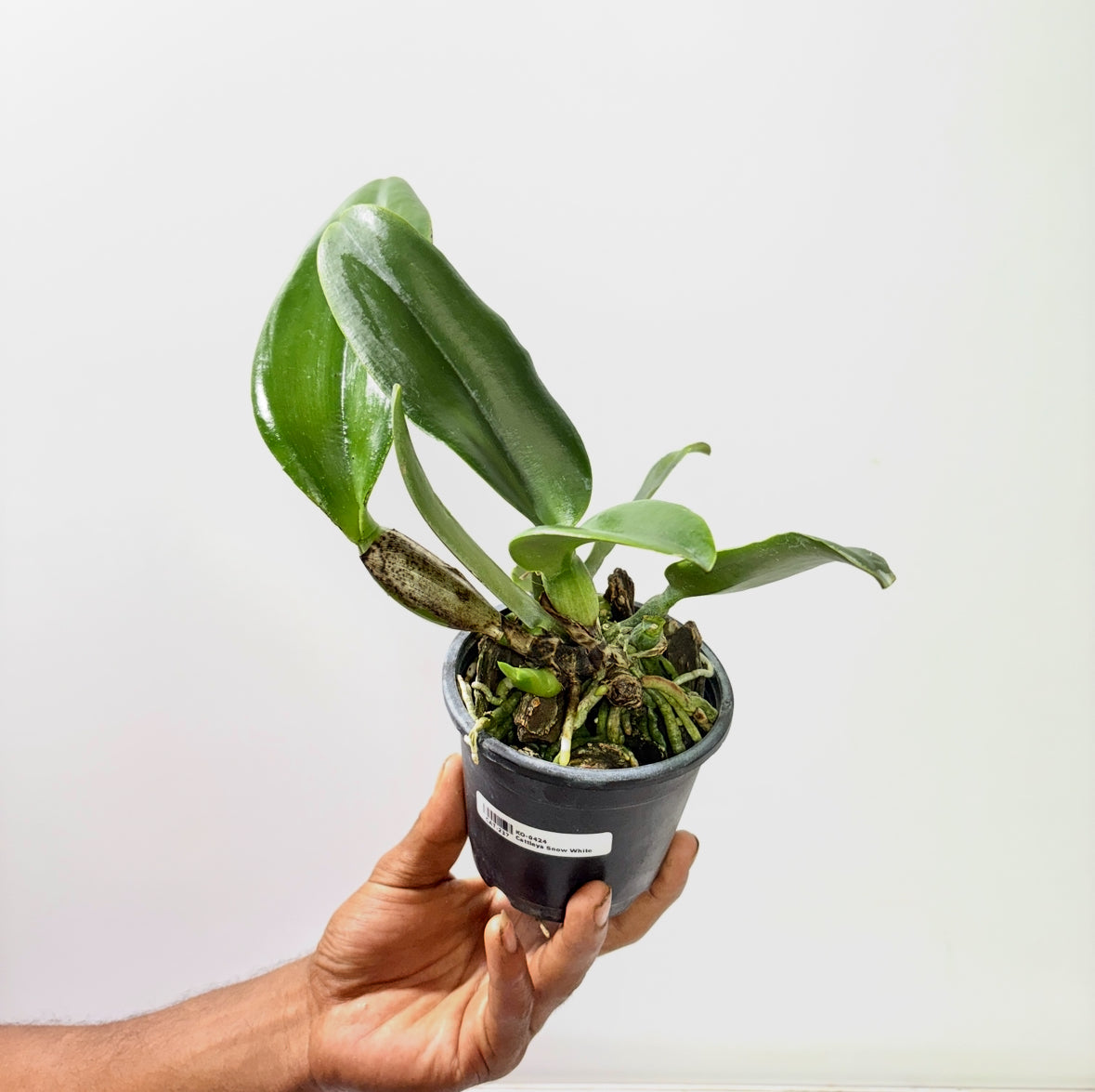Cattleya Snow White Orchid Plant - BS