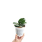 Phalaenopsis I-Hsin Yellow Leopard Orchid Plant - MS