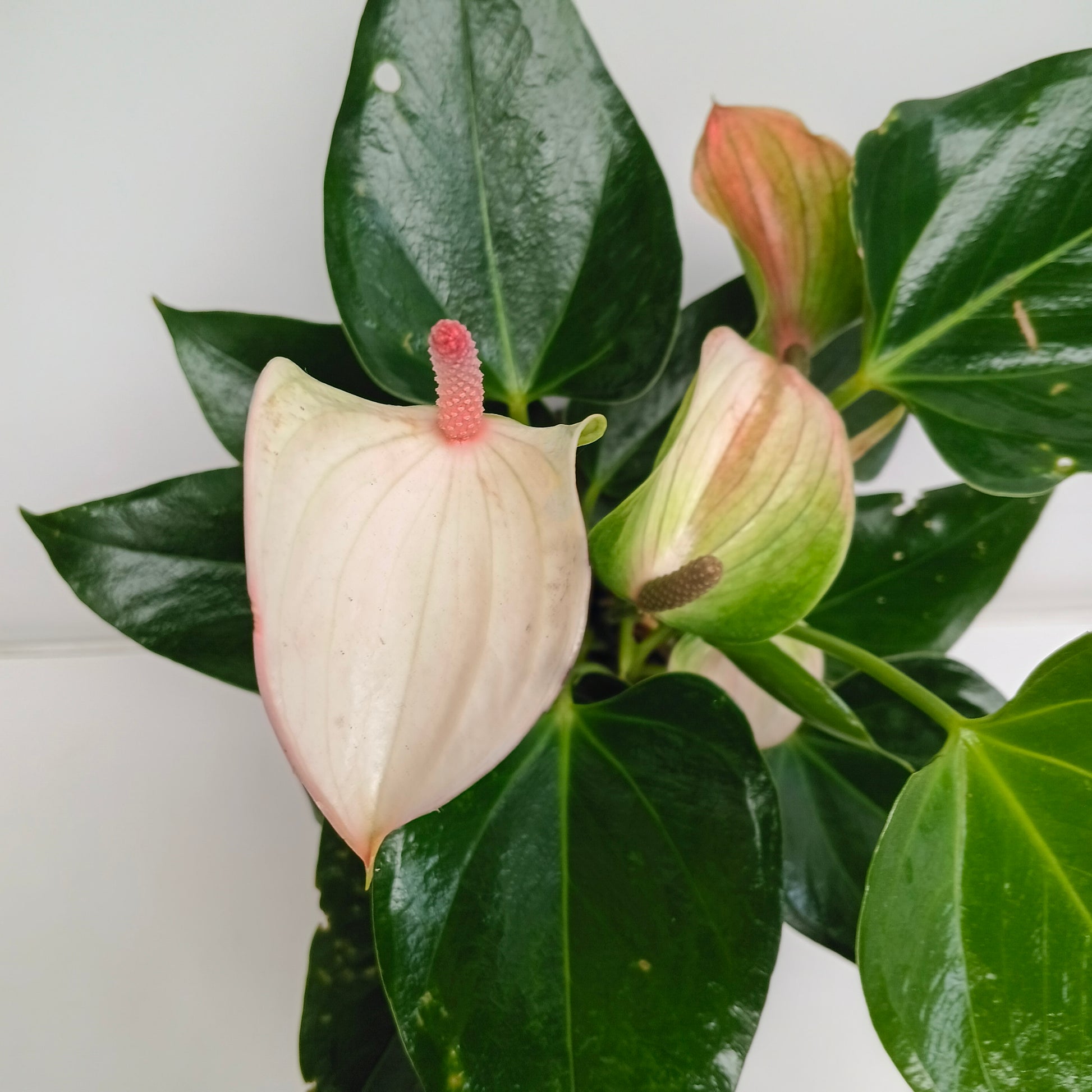 pink bird anthurium Anthurium Light Pink