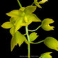Mormodes Tenzontle 'Mem. J.B. Lawson CHM/AOS, x Cycnoches Warscewiczii ' Fiver Stars' Orchid Plant- BS