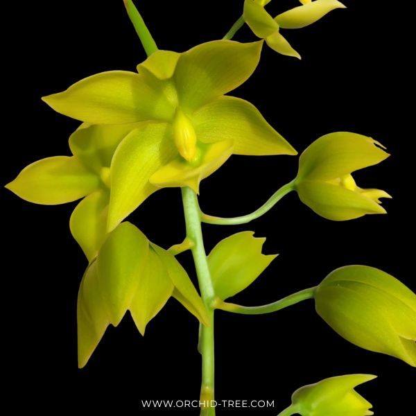 Mormodes Tenzontle 'Mem. J.B. Lawson CHM/AOS, x Cycnoches Warscewiczii ' Fiver Stars' Orchid Plant- BS