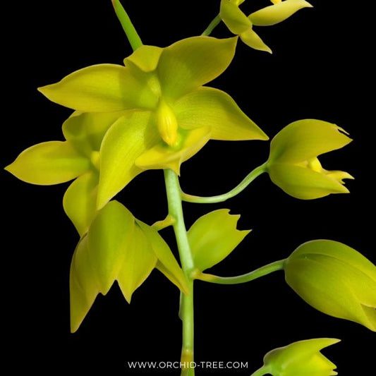 Mormodes Tenzontle 'Mem. J.B. Lawson CHM/AOS, x Cycnoches Warscewiczii ' Fiver Stars' Orchid Plant- BS - Buy Orchids Plants Online by Orchid-Tree.com
