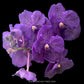 Vanda Kultana Violet #96 Orchid Plant - BS