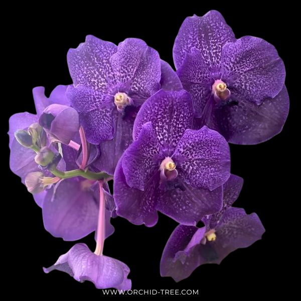 Vanda Kultana Violet #96 Orchid Plant - BS
