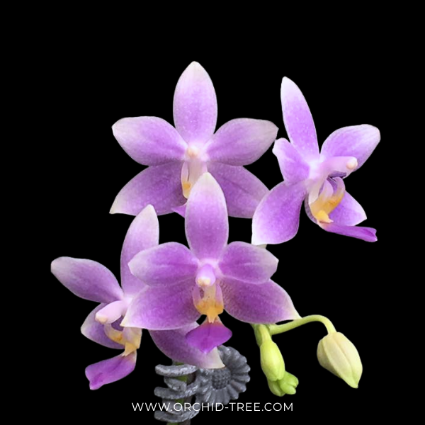 Phalaenpsis Equalacea Orchid Plant - NBS