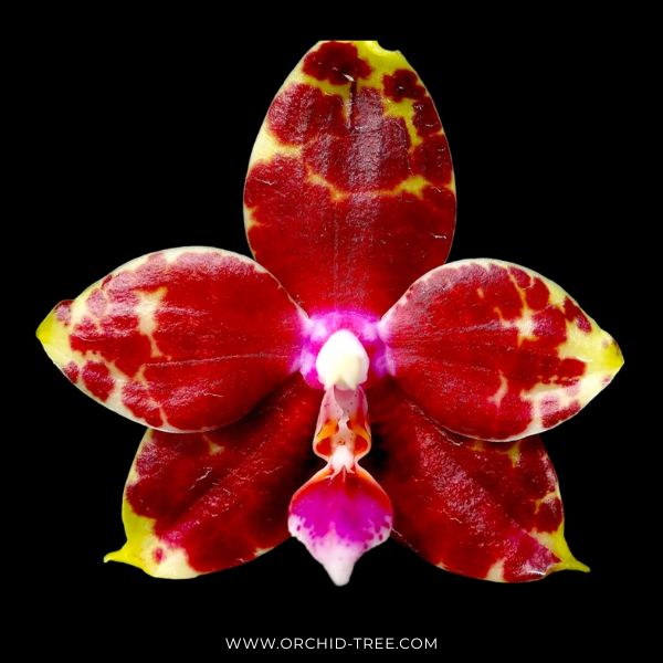 Phalaenopsis Yang Yang Prince Orchid Plant - BS