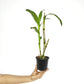Dendrobium Yellow Pink Lip Orchid Plant - MS