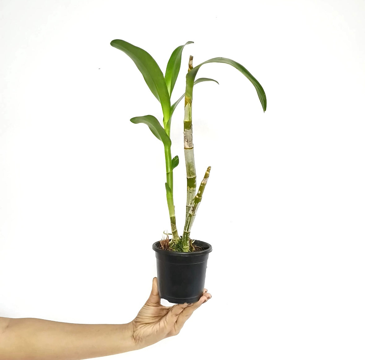 Dendrobium Yellow Pink Lip Orchid Plant - MS