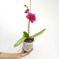 Phalaenopsis Lianher Blush Orchid Plant - FF