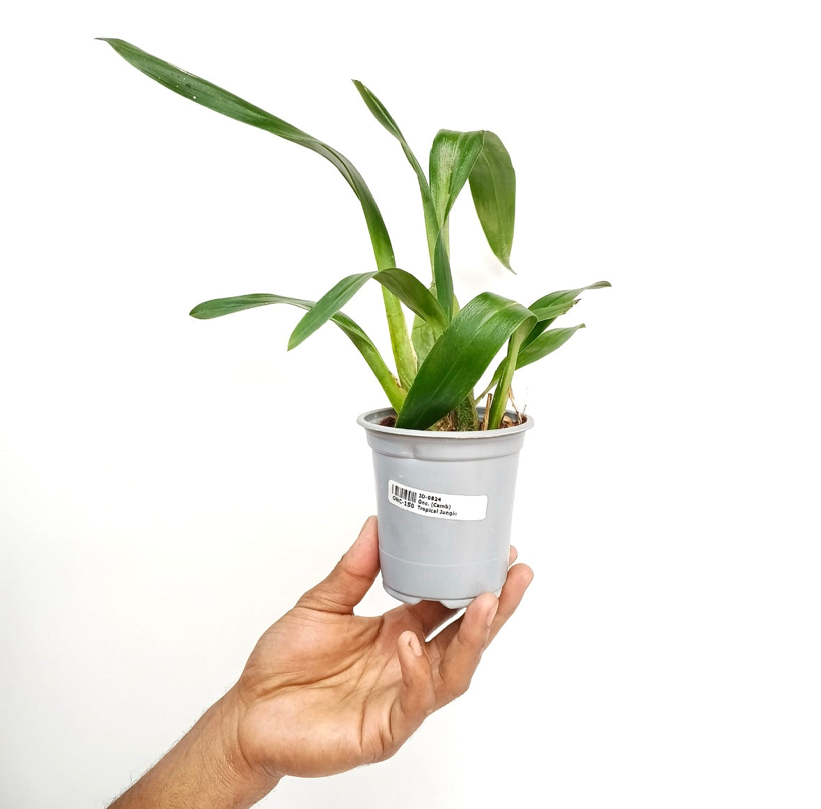 Oncidium (Camb) Tropical Jungle Orchid Plant- BS