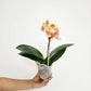 Phalaenopsis Yellow Knight Orchid Plant - BS