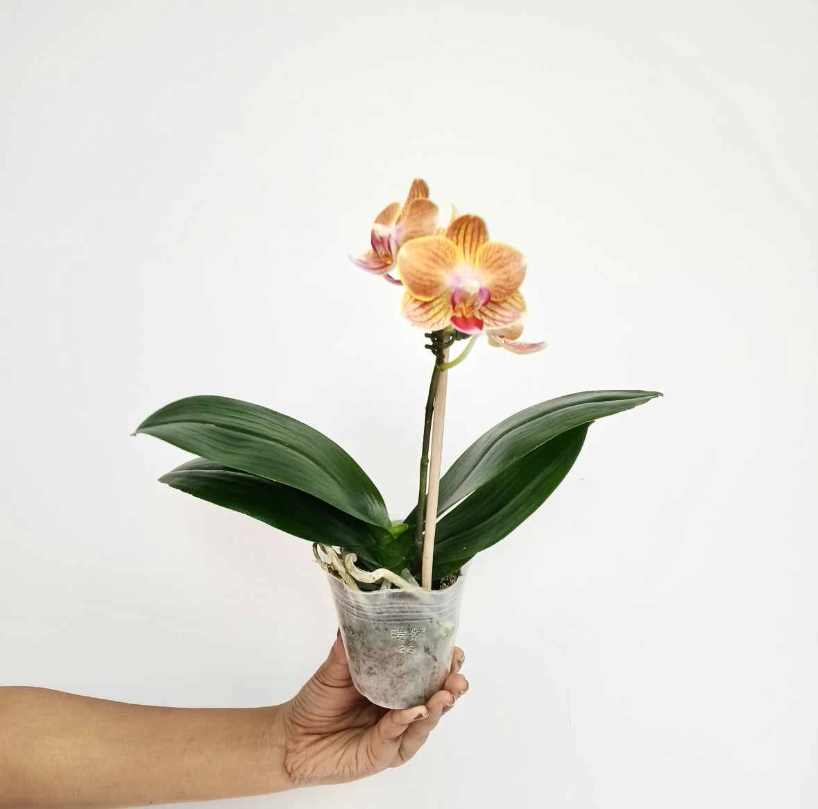 Phalaenopsis Yellow Knight Orchid Plant - BS