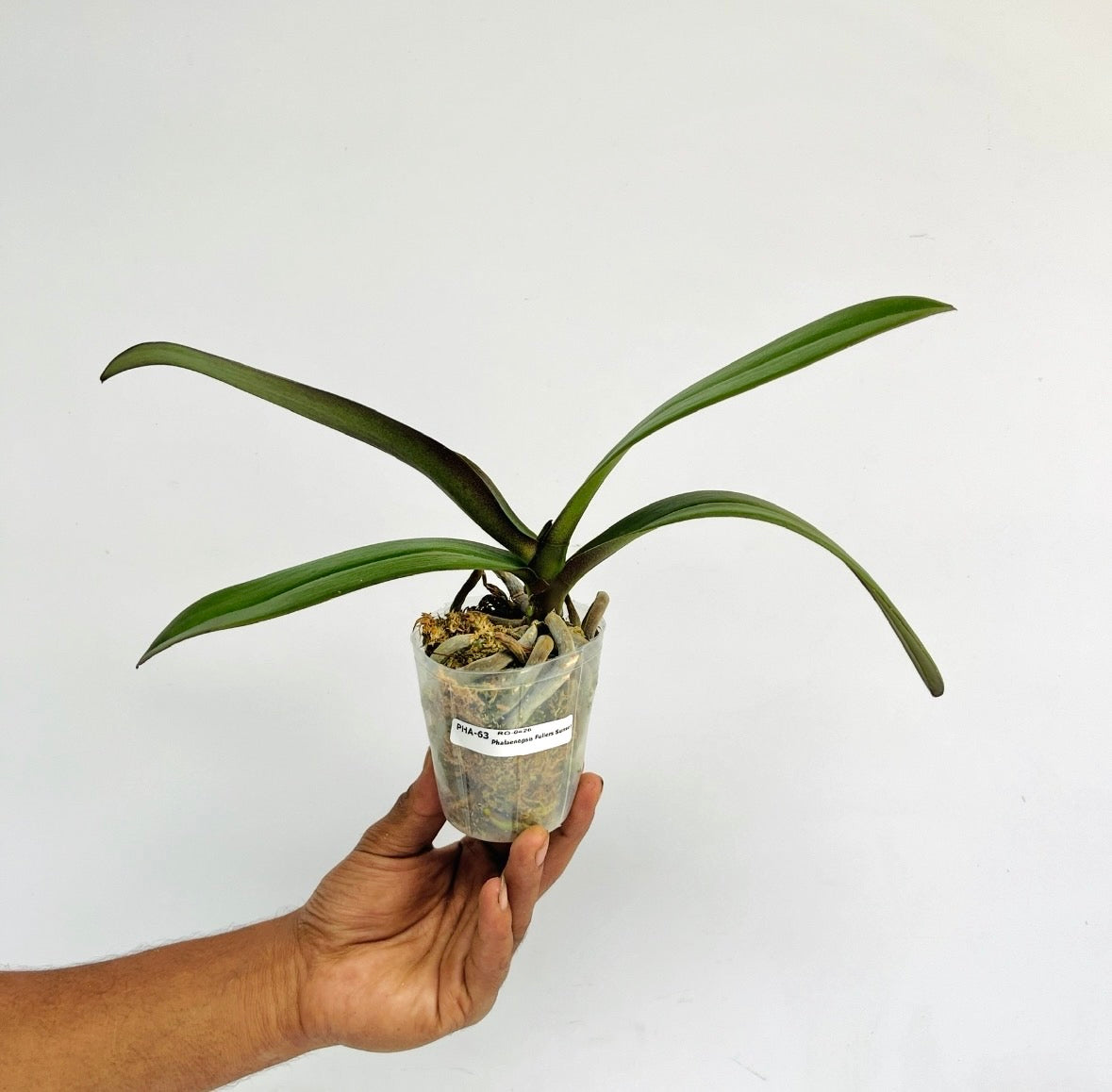 Phalaenopsis Fuller's Sunset Orchid Plant - BS - Buy Orchids Plants Online by Orchid-Tree.com