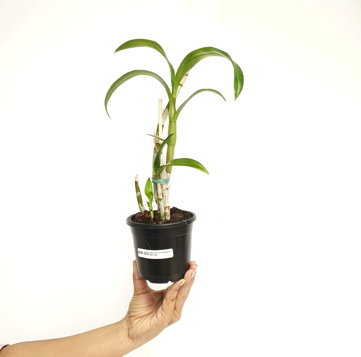 Dendrobium PM White - BS