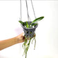 Vanda Dr. Anek x Kulwadee Fragrance Red Orchid Plant - SS