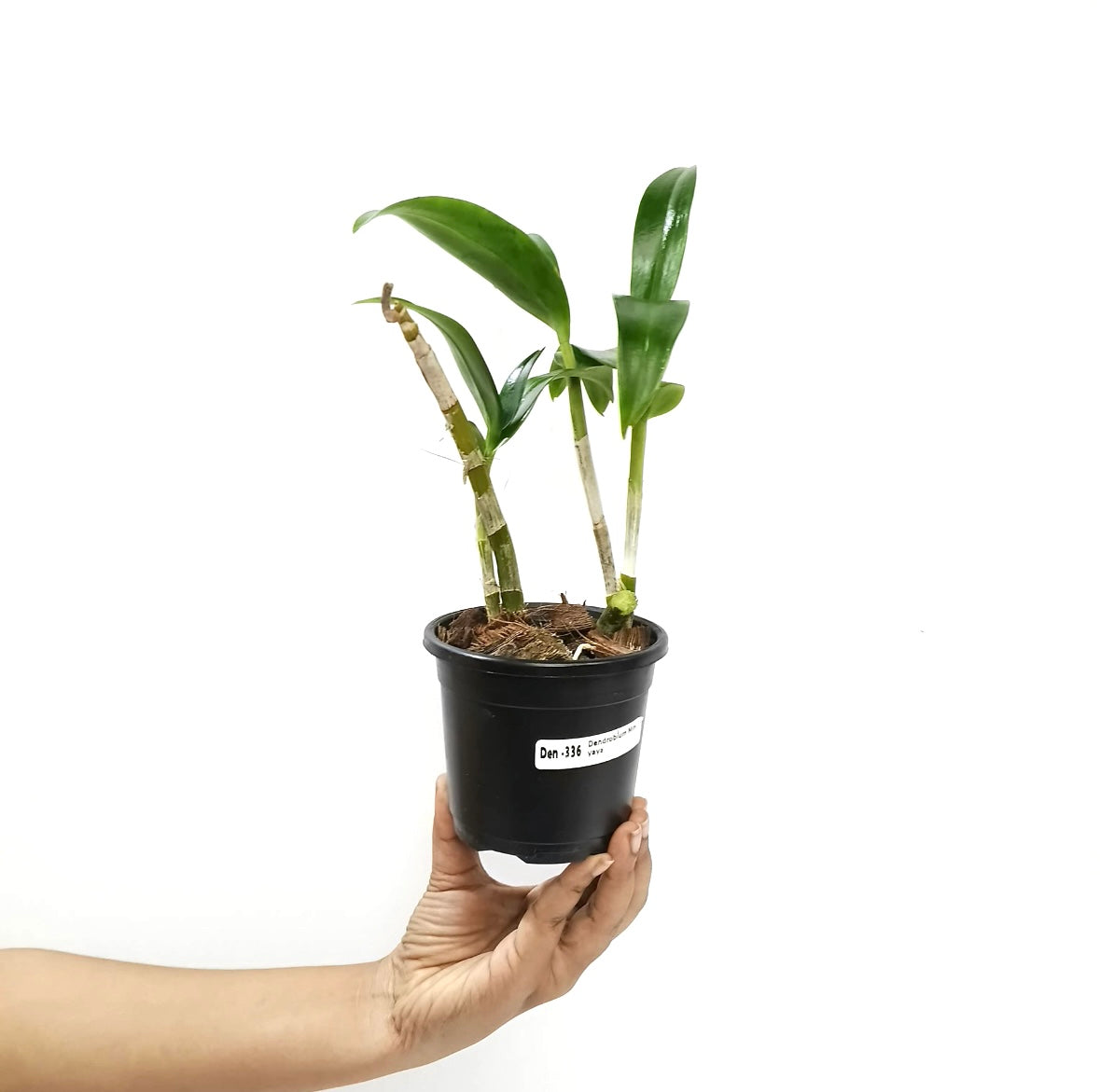 Dendrobium Yaya Compactum (Miniature) Orchid Plants - BS