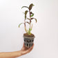 Dendrobium Hibiki Orchid Plant - BS