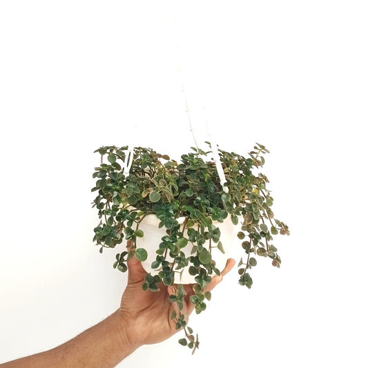 Pilea Nummularliifolia Plant - Buy Orchids Plants Online by Orchid-Tree.com