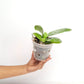 Phalaenopsis Gentle Love x Summer Pretty Orchid Plant - FF