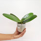 Phalaenopsis I-Hsin Black Soot 'Splash' - BS