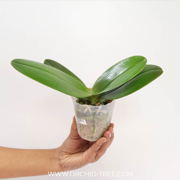 Phalaenopsis I-Hsin Black Soot 'Splash' - BS