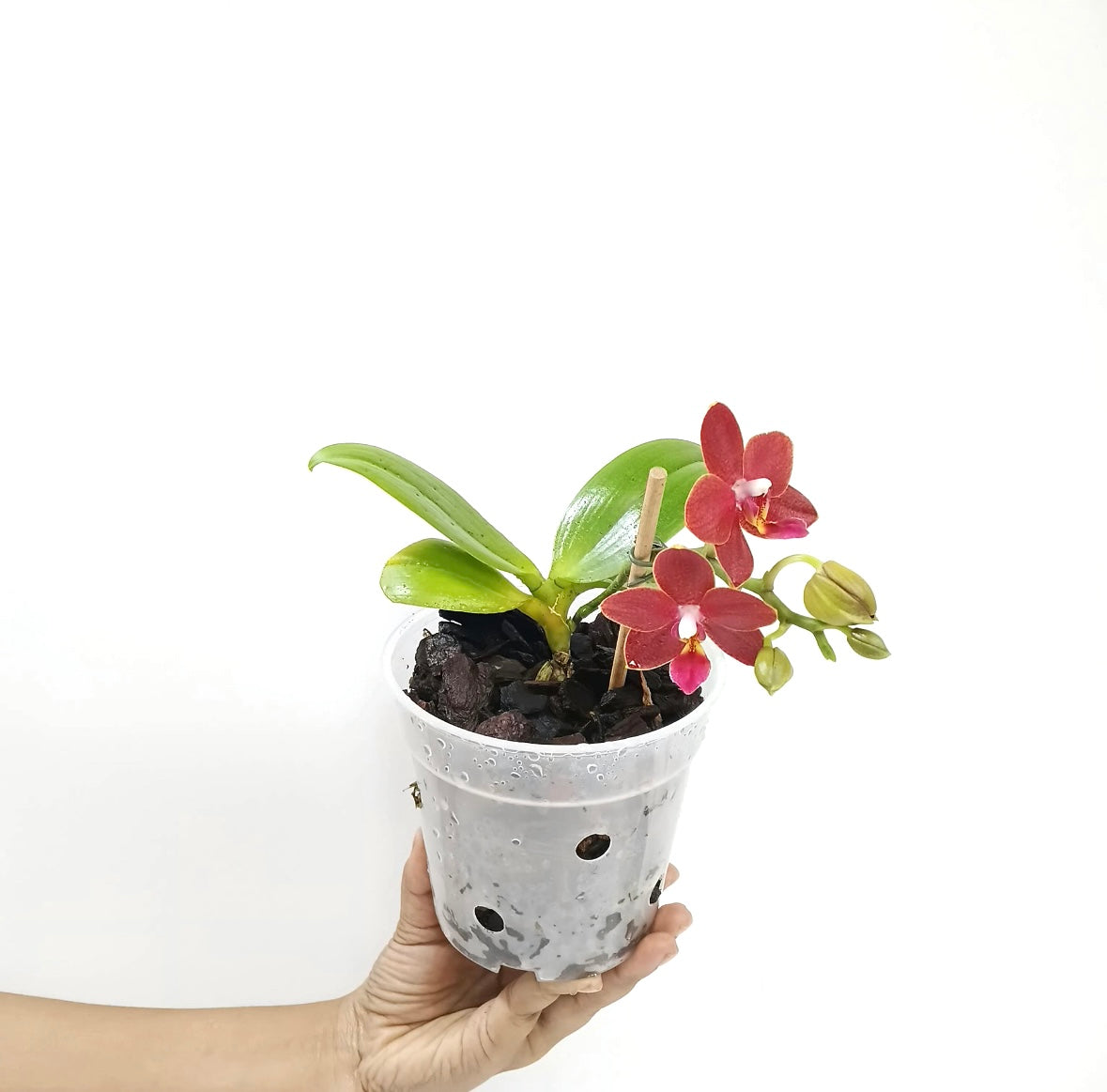 Phalaenopsis Sogo Red Star Orchid plant - FF
