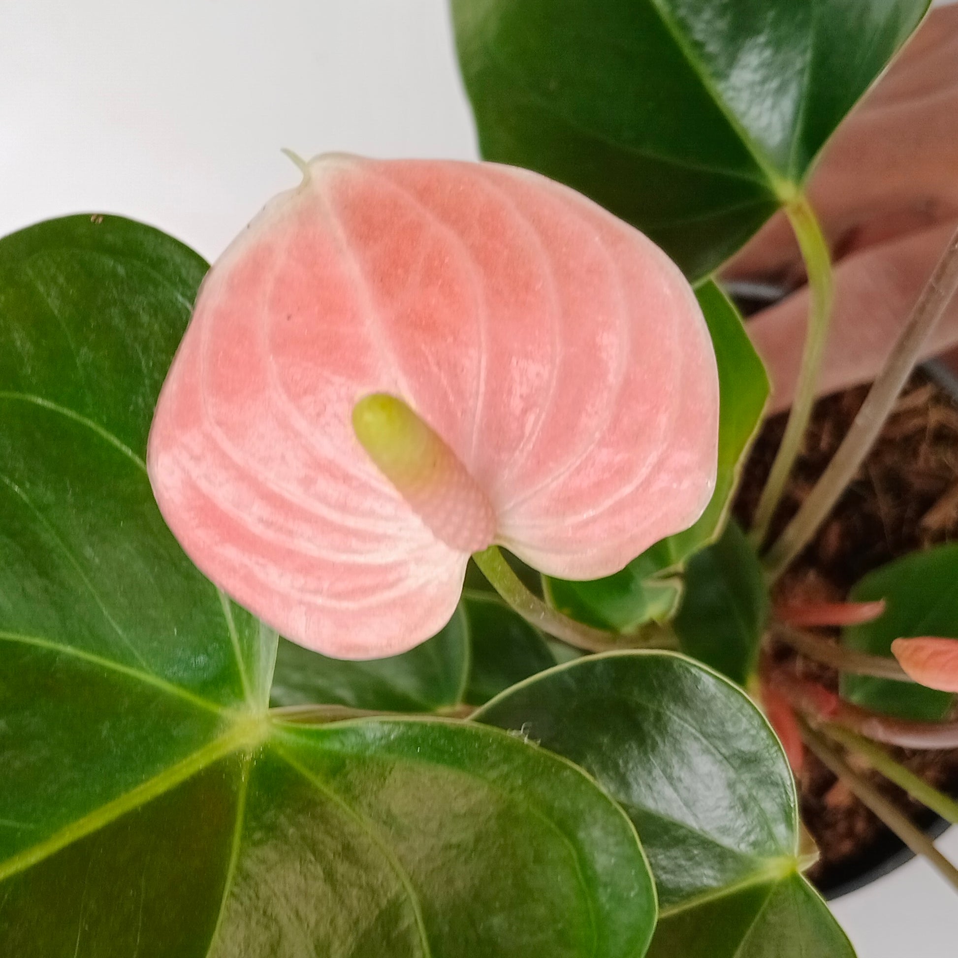 anthurium buy online Anthurium Peach (Mini) – Orchid-Tree