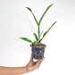 Cattleya Yen Corona 'Genie' Orchid Plant - BS