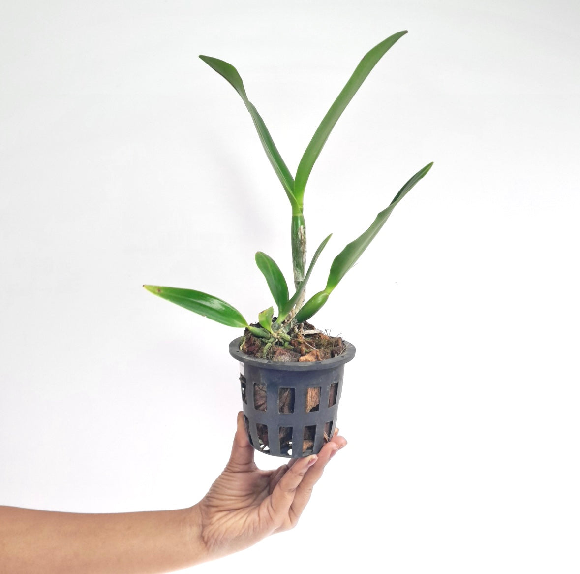 Cattleya Yen Corona 'Genie' Orchid Plant - BS