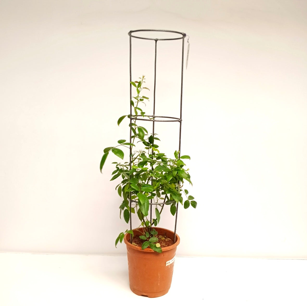 Orchid Rose Plant with Trellis