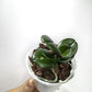 Phalaenopsis I-Hsin Yellow Leopard Orchid Plant - MS