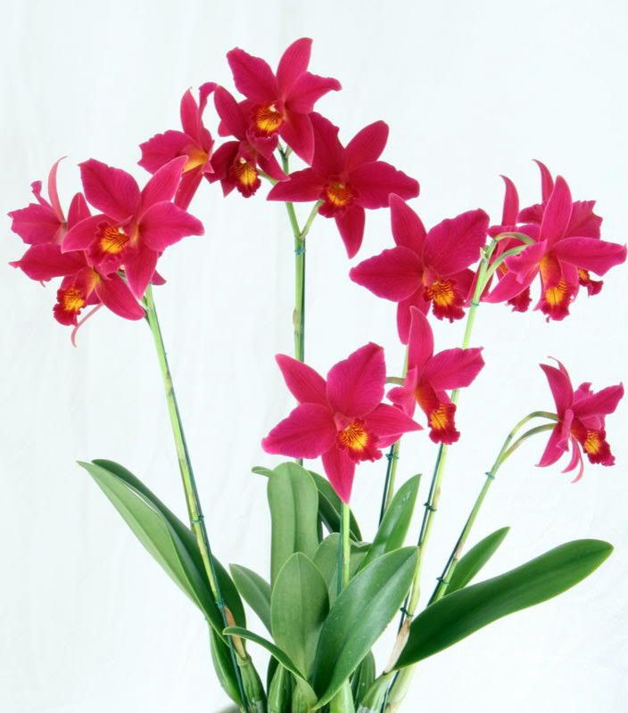 Cattleya (Slc.) Hsin Buu Lady Orchid Plant - NBS