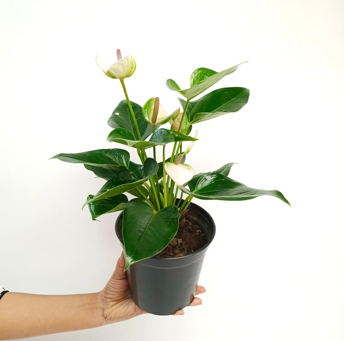 Anthurium Light Pink  - FF