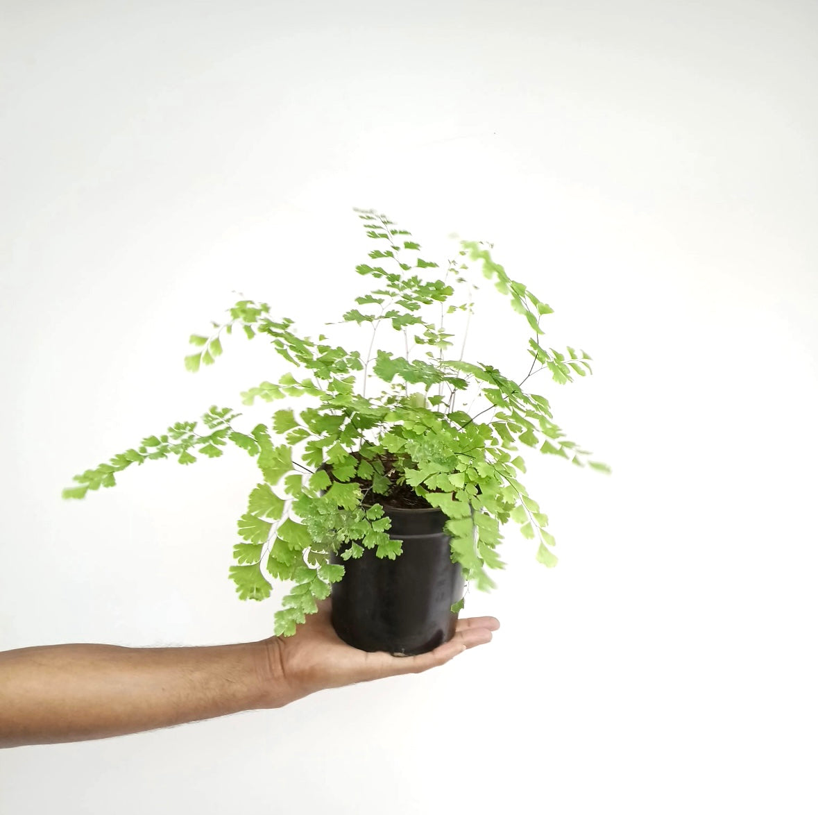 Air Purifying Ferns - 5 variations