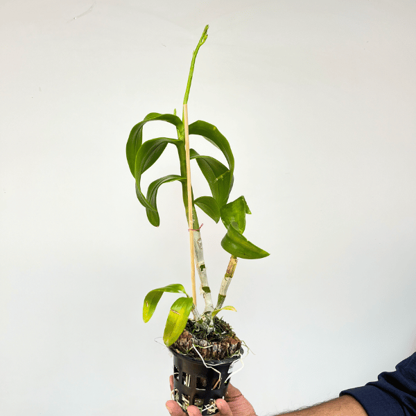 Dendrobium Charming White Orchid Plant - FF (Emerging Spike)