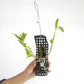 Dendrobium unicum sp. Orchid Plant - BS