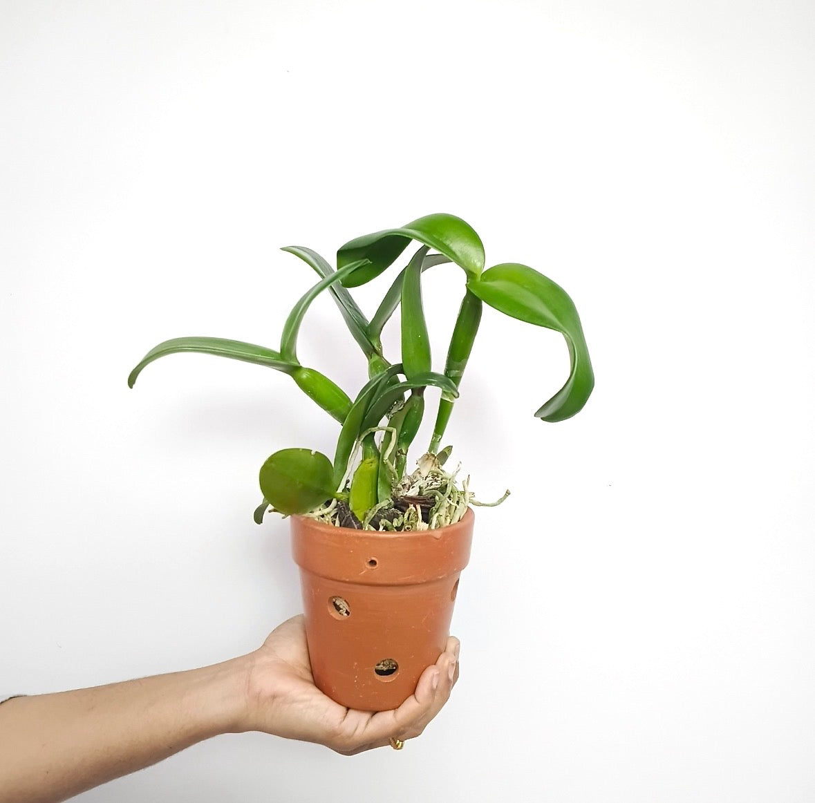 Terracotta Pot 4.5 Inch with Side Holes - Buy Orchids Plants Online by Orchid-Tree.com