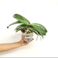 Phalaenopsis Tying Shin Thor Orchid Plant - FF (Open Flower)