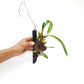 Bulbophyllum medusae sp. Orchid Plant - BS