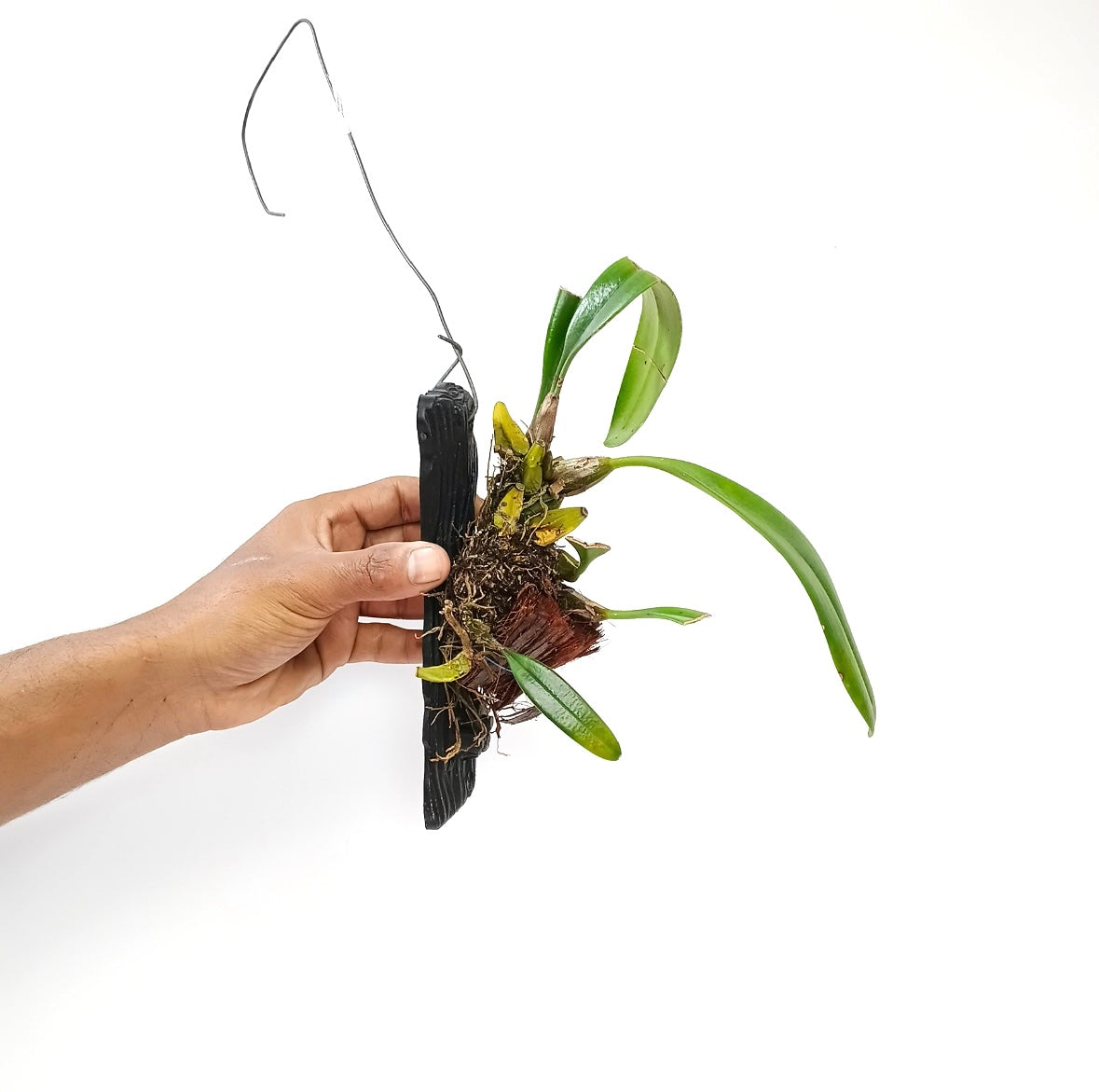 Bulbophyllum medusae sp. Orchid Plant - BS