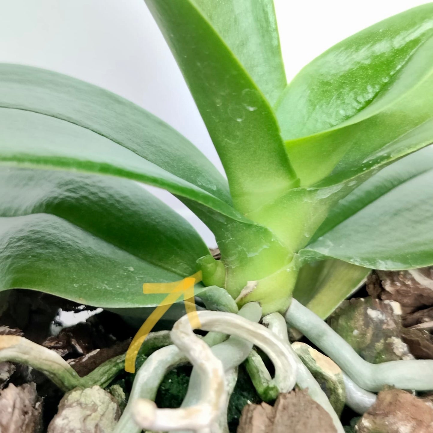 Phalaenopsis Grand Master - FF