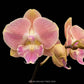 Phalaenopsis Kingcar Golden Globe Orchid Plant - FF
