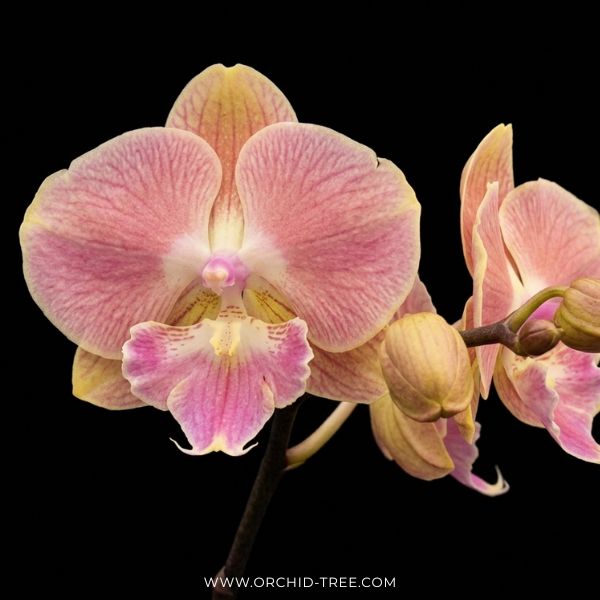Phalaenopsis Kingcar Golden Globe Orchid Plant - FF