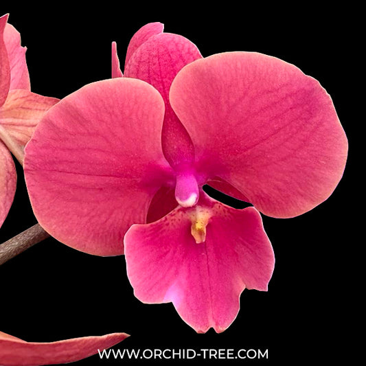 Phalaenopsis Lianher Wax Fouse Orchid Plant - FF