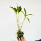 Dendrobium Dragon Smile Orchid Plant - FF (Emerging Spike) - Buy Orchids Plants Online by Orchid-Tree.com