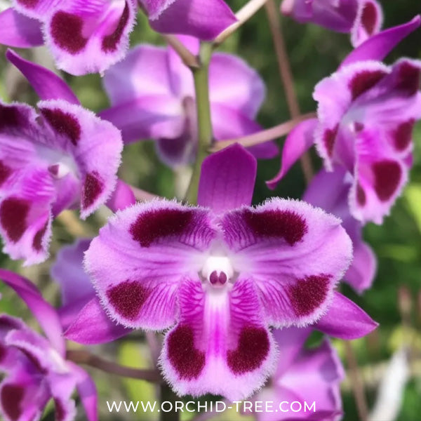 Dendrobium parishii 3 lip x Dendrobium parishii 6 petals Orchid Plant - BS - Buy Orchids Plants Online by Orchid-Tree.com