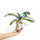 Phalaenopsis GC Reyoung Lava Orchid Plant - BS